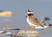 Flussregenpfeifer - Little Ringed Plover  (Charadrius dubius)